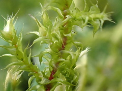 Rhytidiadelphus squarrosus