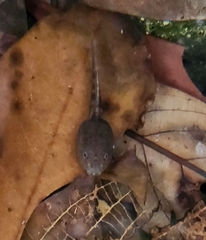 Quasipaa exilispinosa