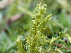 Rhytidiadelphus squarrosus