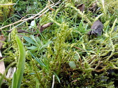 Rhytidiadelphus squarrosus