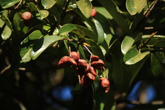 Bhesa indica