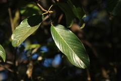 Bhesa indica
