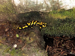 Salamandra salamandra