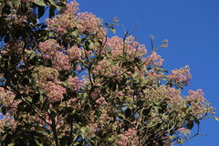 Strobocalyx arborea