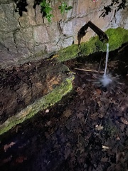Salamandra salamandra