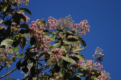 Strobocalyx arborea