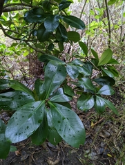 Elingamita johnsonii