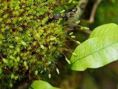 Leptostomum macrocarpum
