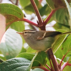 Phylloscopus inornatus