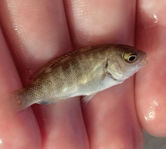 Girella elevata