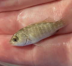 Girella elevata