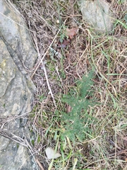 Asparagus acutifolius