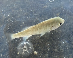 Girella elevata
