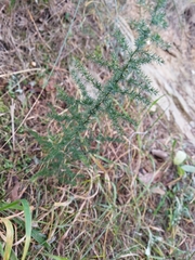 Asparagus acutifolius