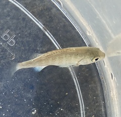 Girella elevata
