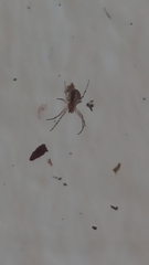 Nephilengys malabarensis