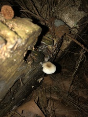 Mycena chlorophos