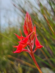 Disa ferruginea