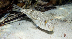 Torquigener pleurogramma