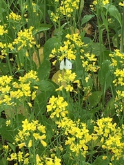 Pieris rapae crucivora