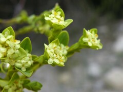 Pimelea flava