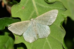 Phaiogramma etruscaria