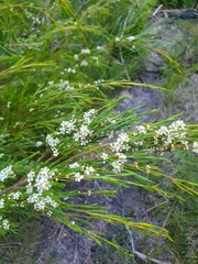 Baeckea linifolia