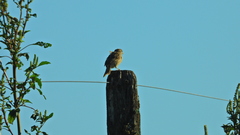 Ammodramus humeralis