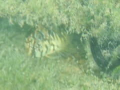 Salaria pavo