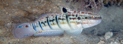 Amblygobius phalaena