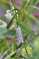 Chrysocramboides craterella