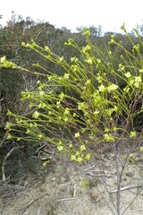 Pimelea flava