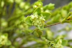 Pimelea flava