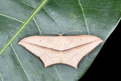 Timandra convectaria