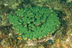 Pocillopora aliciae