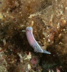 Goniobranchus woodwardae