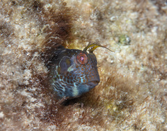 Parablennius postoculomaculatus