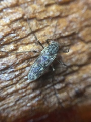 Gressittius antarcticus