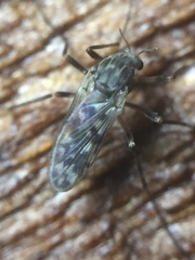 Gressittius antarcticus