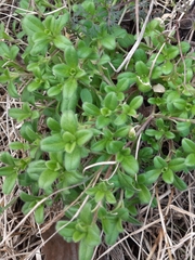Cerastium holosteoides