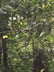 Erpornis zantholeuca