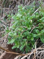 Cerastium holosteoides
