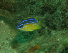 Mecaenichthys immaculatus