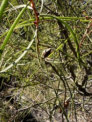 Hakea carinata