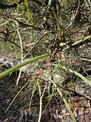 Hakea carinata