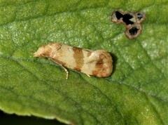 Phalonidia contractana