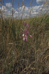 Allium praescissum