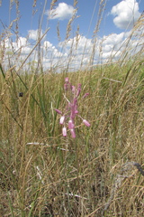 Allium praescissum