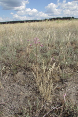Allium praescissum