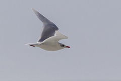 Ichthyaetus melanocephalus